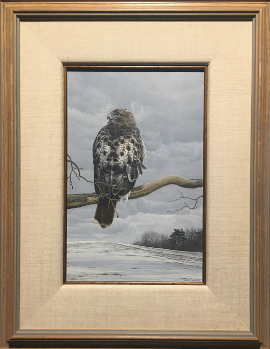 Alan Barnard - Acrylic On Board - Red Tailed Hawk