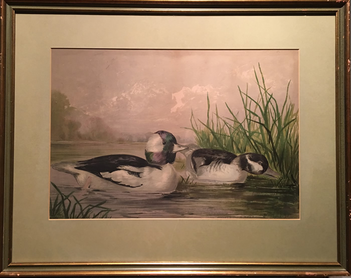 Alexander Pope Jr - Lithograph - Buffle Headed Duck (1878)